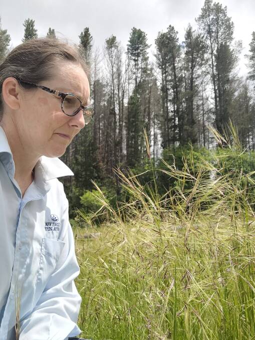 Rachel Betts, New England Weeds Authority Biosecurity Officer, looking at Chilean Needle Grass in Armidale. Picture: supplied. 
