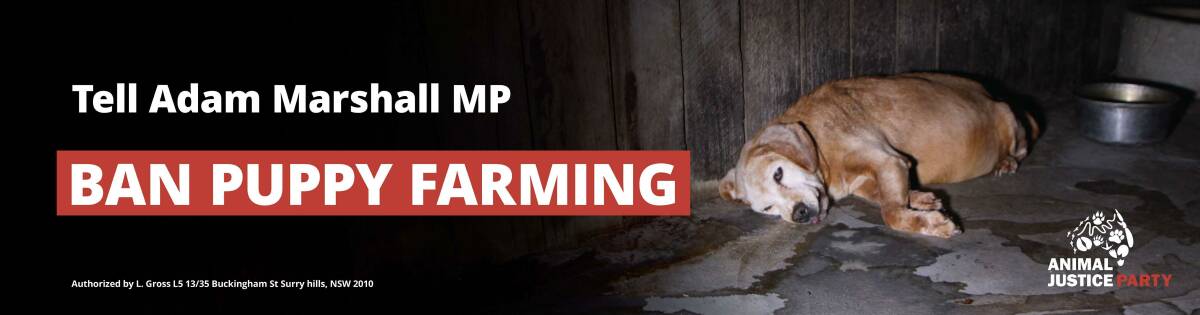 This billboard will go up on the New England highway outside Armidale on October 26. Photo: Animal Justice Party