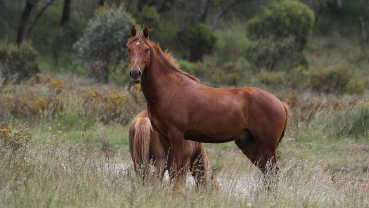 There's estimated to be more than 14,000 brumbies in Kosciuszko National Park and the new draft management plan aims to reduce them to 3000 by 2027. Photo by John Ellicott.