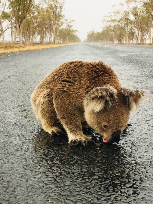Pamela Schramm's photo of a koala drinking from the road has gone viral.
