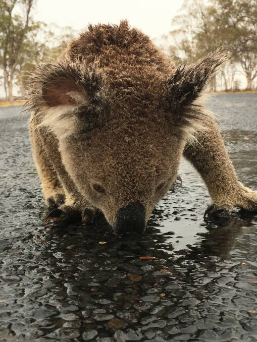 Koala photo goes viral