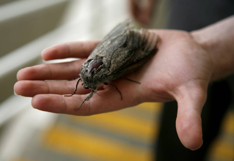 A Bogong Moth found in 2008 at The Border Mail in West Wodonga, measuring just over 10 centimetres.
