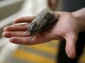 A Bogong Moth found in 2008 at The Border Mail in West Wodonga, measuring just over 10 centimetres.