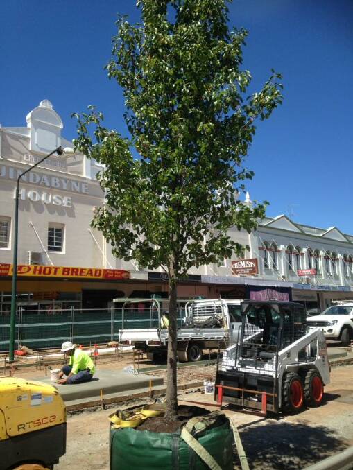 Trees planted in Inverell