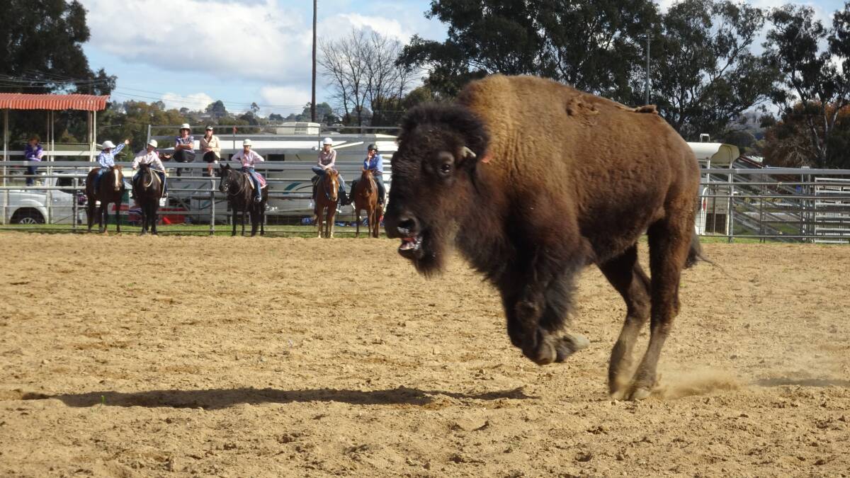 Horse riders learnt the art of campdrafting at Inverell Showground. Photographs: Mary Sinanidis
