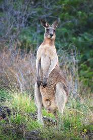 Kangaroo lives matter too: Don’t kill Skippy