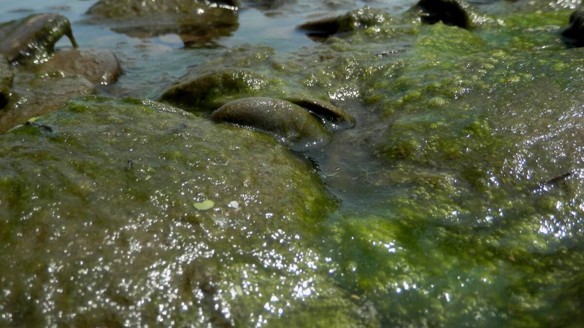 Red alert for algae on the Macintyre
