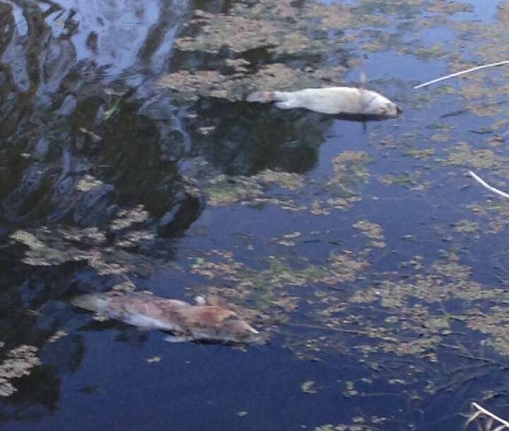 Experts say the fish kill is linked to lack of oxygen in the water, and the area is being monitored by the DPI. 