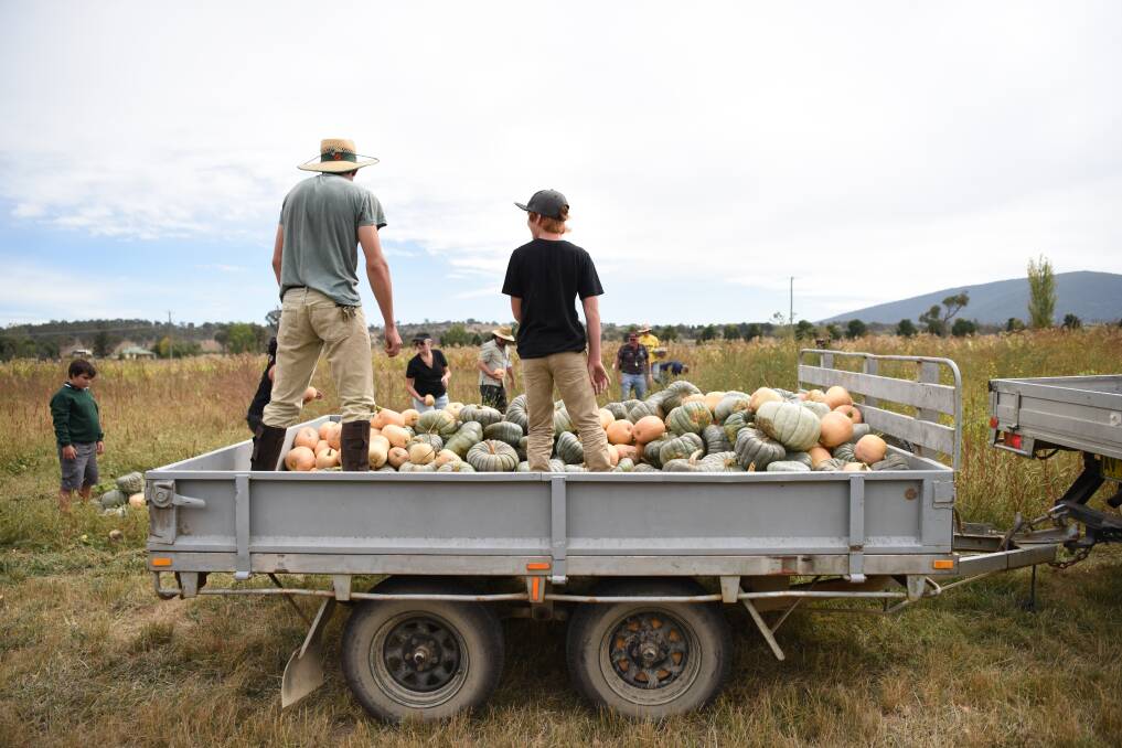Volunteers from Inverell, Glen Innes and Armidale help pick pumpkins and potatoes for the 2016 run.