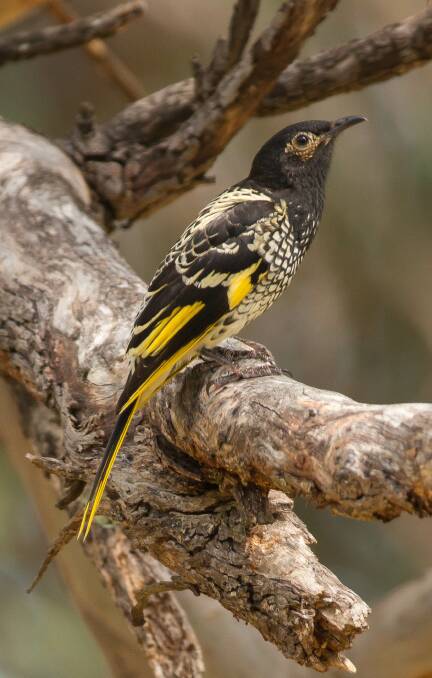 Less than 400 Regent Honeyeaters are thought to live in the wild, and the Northern Tablelands is considered significant in the survival of this species.