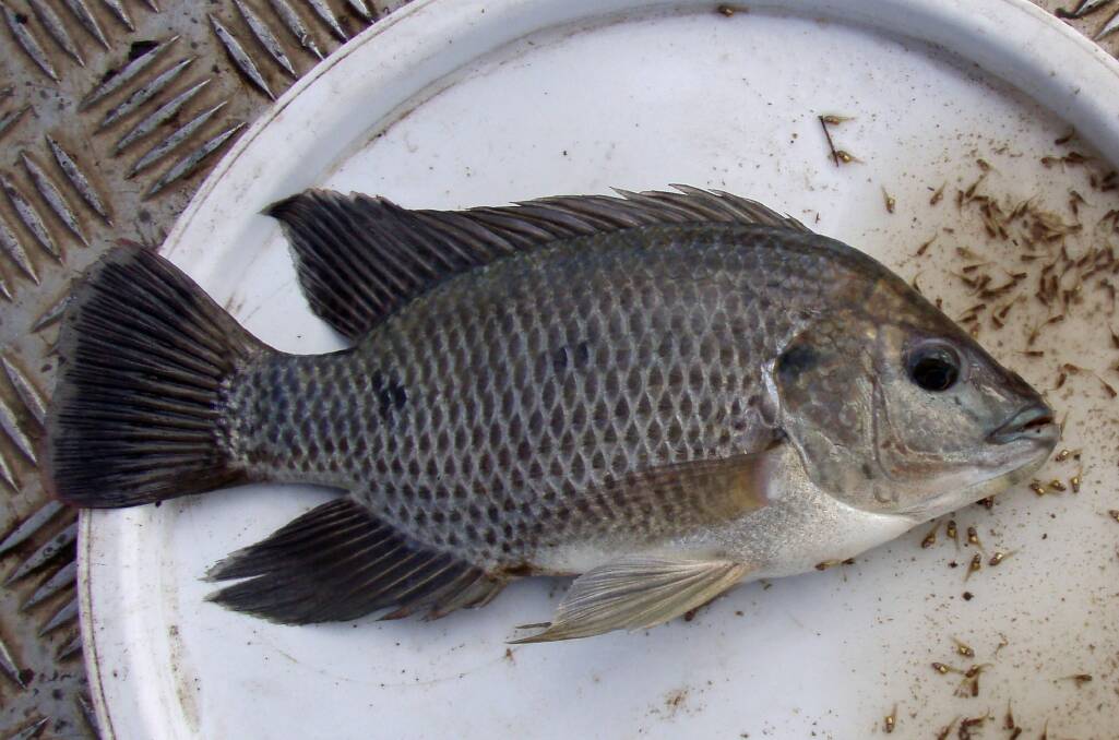 Tilapia have pale olive to silver-grey bodies, with a long continuous dorsal (top) fin that ends in a sharp point, and can grow to more than 36 cm.