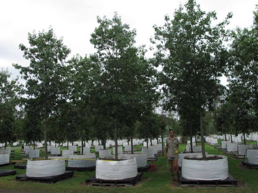 The pin oaks will be established when they are planted. 