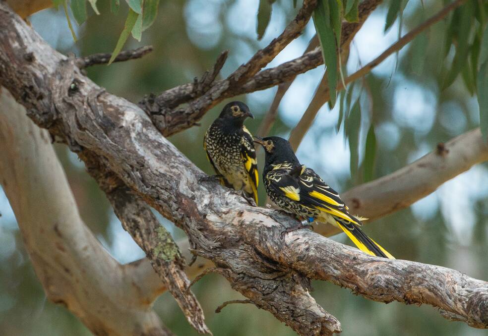 Learn how to protect the critically endangered Regent Honeyeater