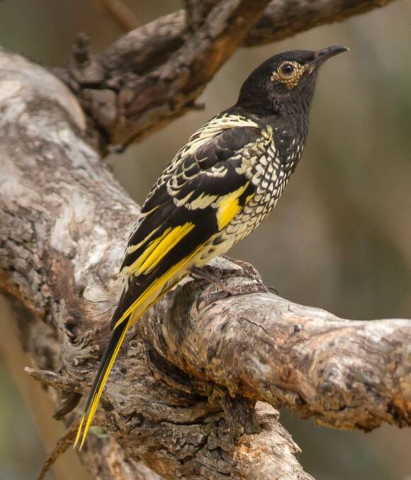 The Regent Honeyeater is the most threatened song bird in Australia.