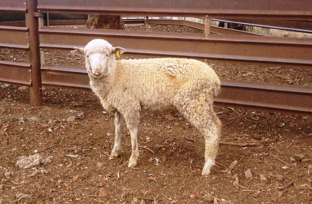 An ill thrifty weaner. If landholders take early action to investigate ill thrift in their sheep they can prevent problems spreading to the rest of the mob.