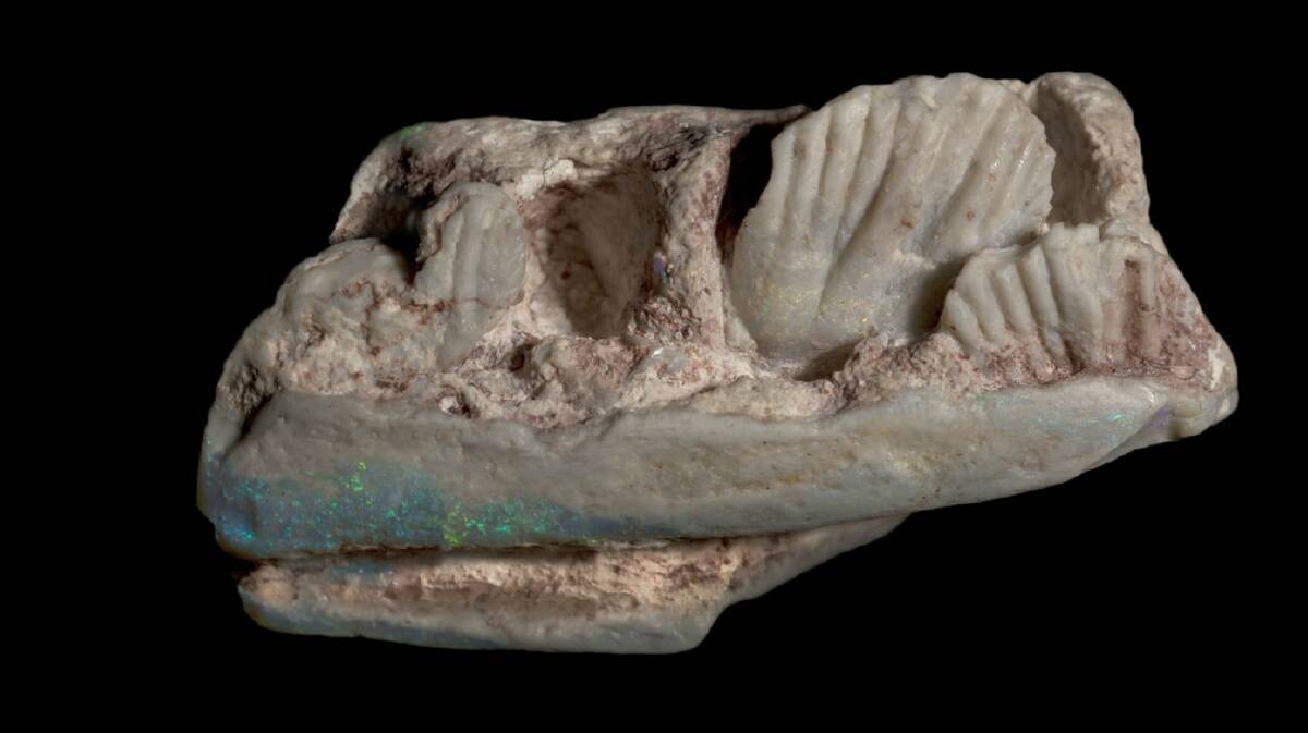DINOJAW: The opalised partial lower jaw of a new plant-eating dinosaur, Weewarrasaurus pobeni, from Lightning Ridge, NSW. Photo: Robert A. Smith