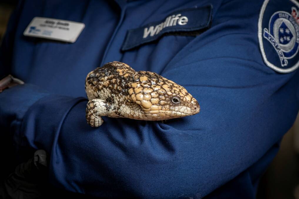 A Shingleback lizard seized at Melbourne Airport. Photo: Conservation Regulator