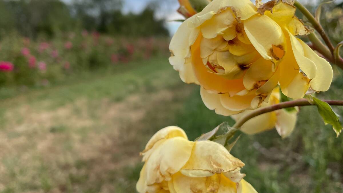 This rose is one of thousands that has been severely damaged during the storm. Photo: Dan Roberts