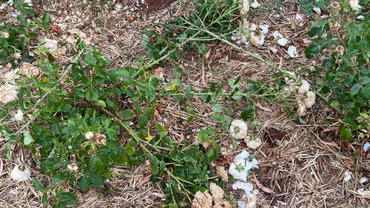 This rose bush is one of thousands that has been severely damaged during the storm. Photos: Dan Roberts