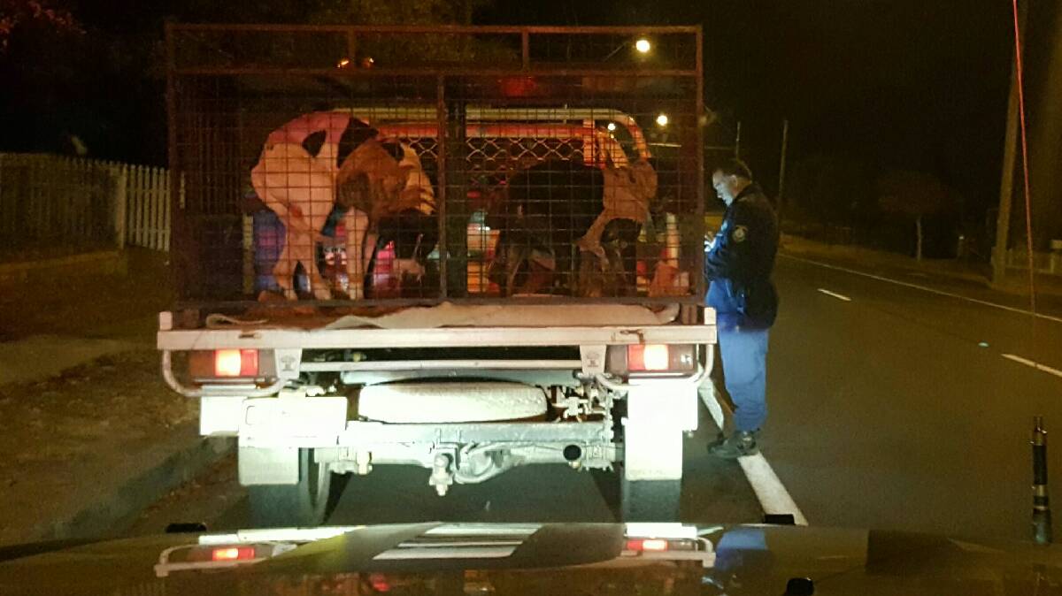Police operation deters illegal hunting activity around Inverell