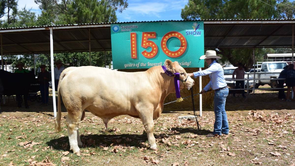 The supreme bull, 4 Ways Mario, 15 months, produced by the Whitechurch family, Inverell, was described as Mobile The complete package, by judge Ben Noller at the 2018 Inverell Show.