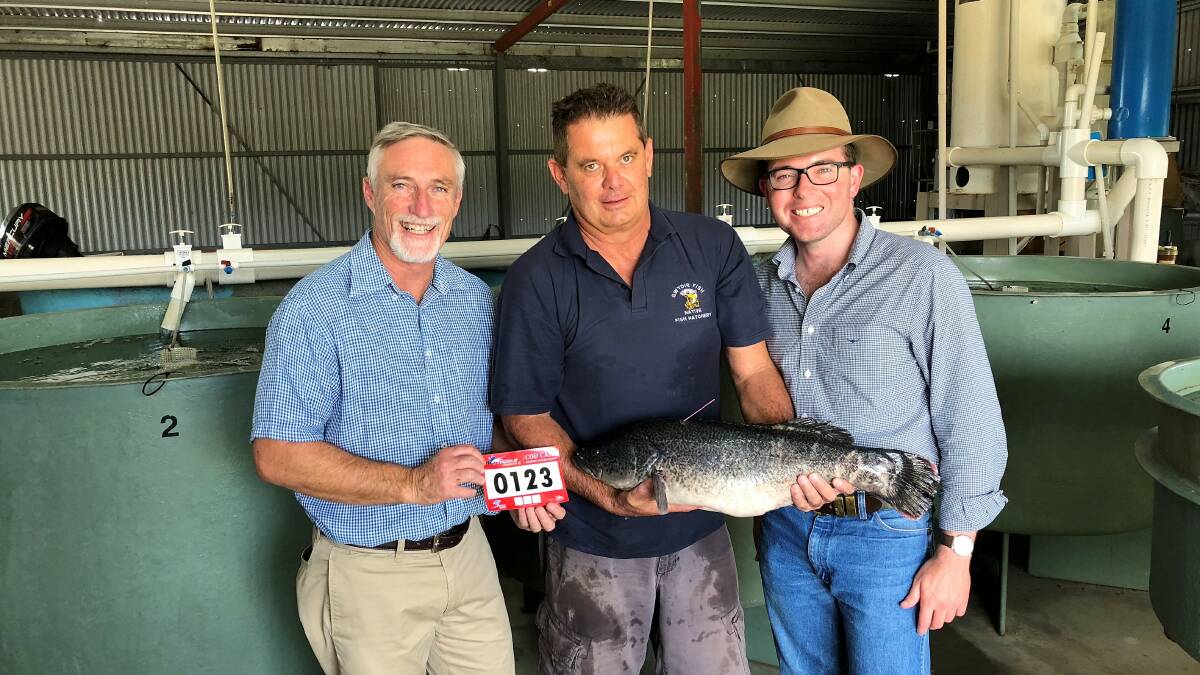 Inverell Shire Mayor Paul Harmon, Gwydir Hatchery’s Peter Randall and Northern Tablelands MP Adam Marshall with one of the tagged Murray Cod anglers will be hoping to catch next month.