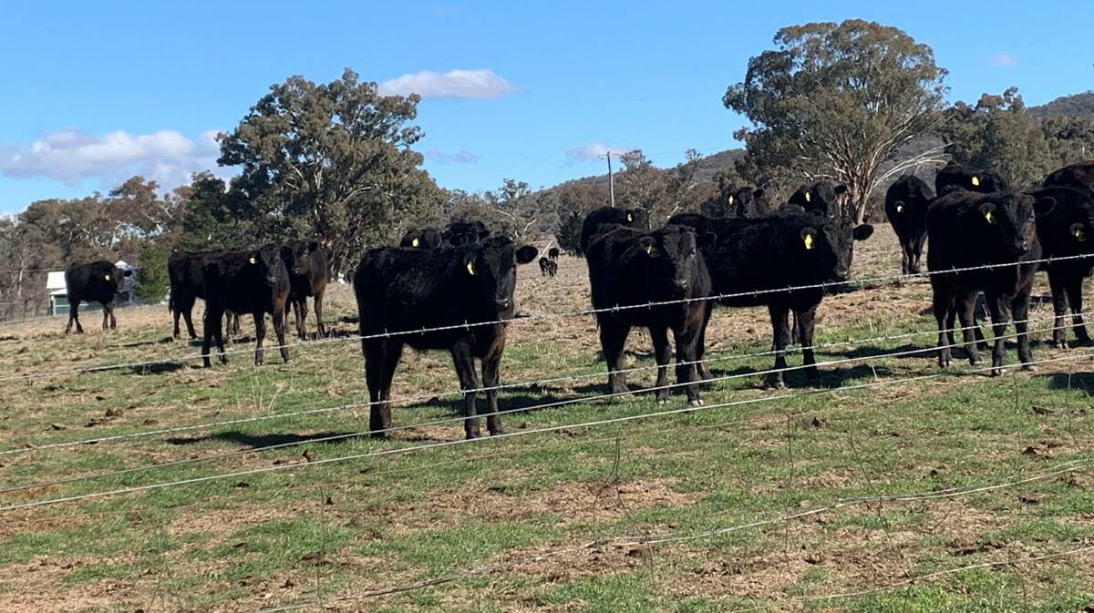 Crime investigators call for information on missing Kingstown Wagyu cattle