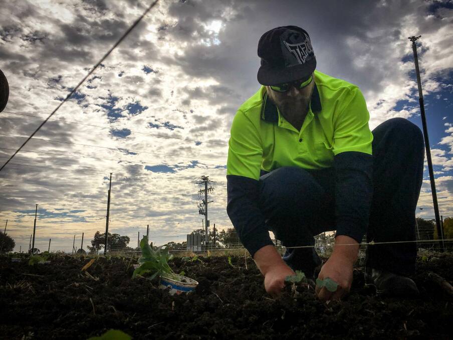Adam Mills plants the Best Food Garden's winter crop on Monday. He said his work at the food garden has inspired his own vegetable patch at home.