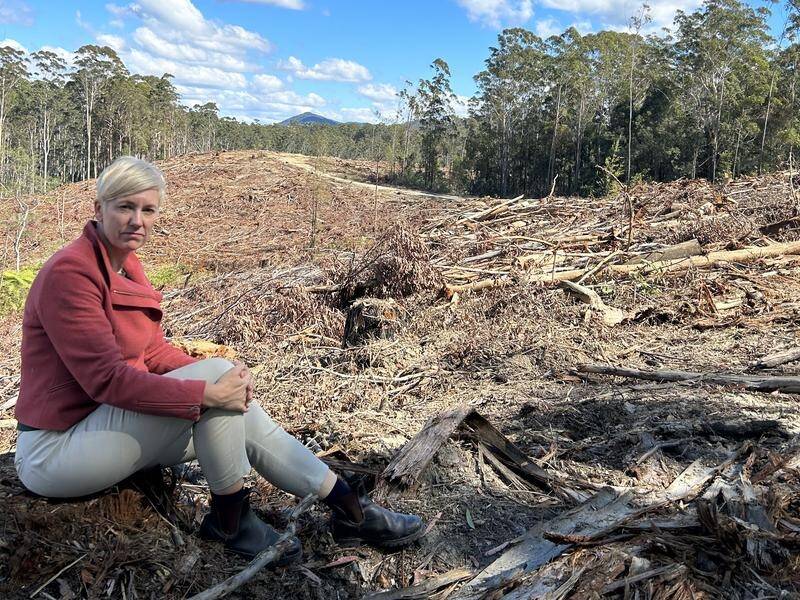 NSW Greens MP Cate Faehrmann says ongoing logging threatens a proposed Great Koala National Park. (PR HANDOUT IMAGE PHOTO)