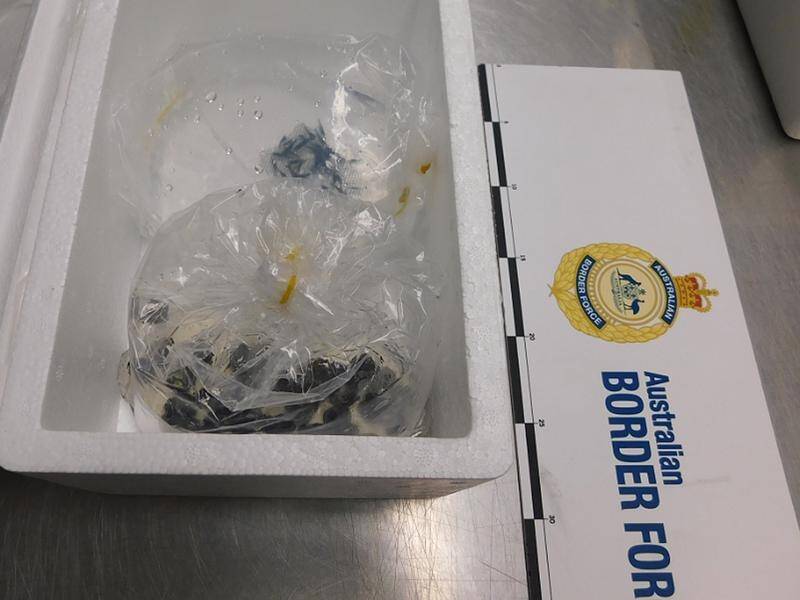 Undeclared live sea snails brought by a flying from Vietnam were seized at Sydney Airport last year.
