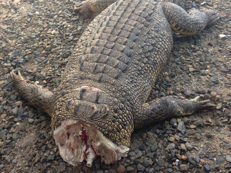 A decapitated three-metre crocodile was found in a Northern Queensland inlet in 2013.
