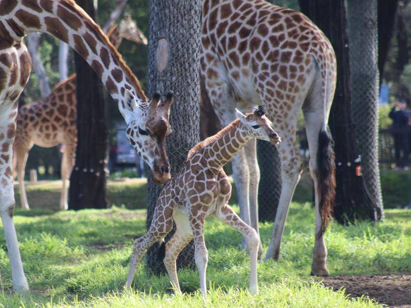 Taronga Western Plains Zoo has welcomed a male giraffe calf into the world.