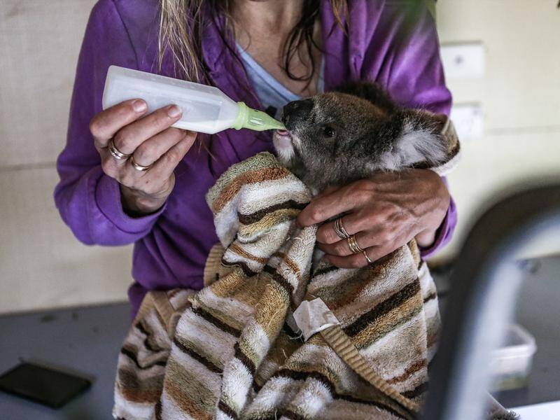 Helping care for thousands of animals injured in the black summer bushfires has taken a toll.