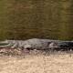 Wildlife officers will be sent to the scene of a freshwater crocodile attack in Queensland.
