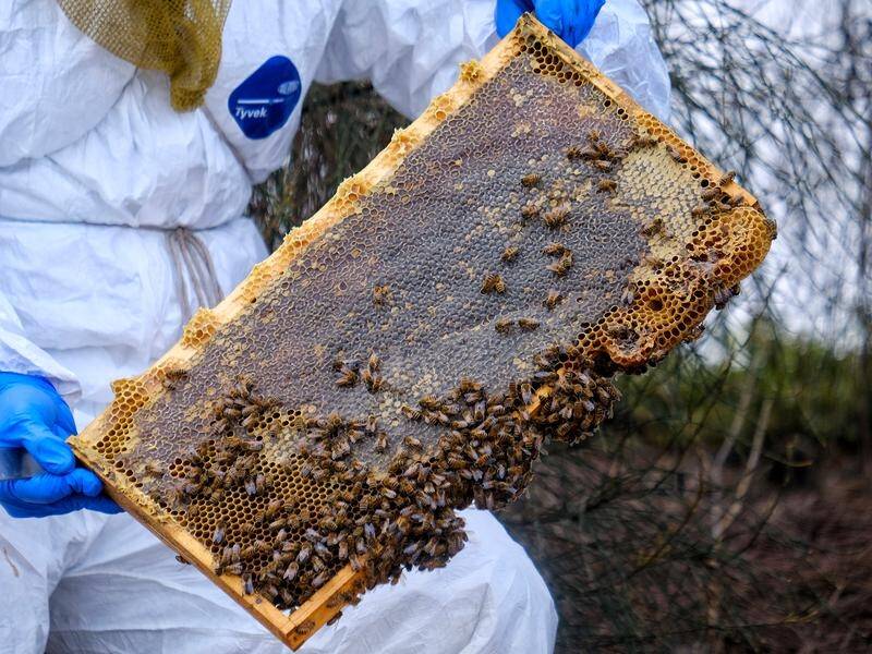 Authorities have eased restrictions in some areas as the state tries to eradicate the varroa mite. (Luis Ascui/AAP PHOTOS)
