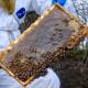 Authorities have eased restrictions in some areas as the state tries to eradicate the varroa mite. (Luis Ascui/AAP PHOTOS)