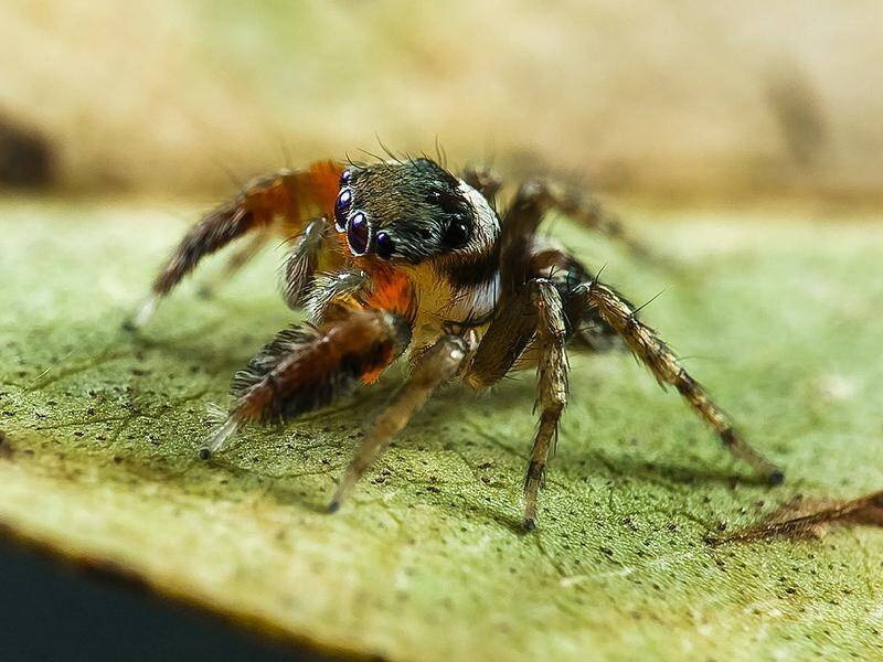 A jumping spider Jotus fortiniae is among five new species discovered by scientists in Australia.