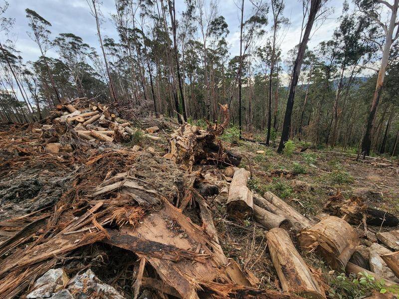 Labor is revamping Australia's environment laws as the current ones are deemed unfit for purpose. (PR HANDOUT IMAGE PHOTO)
