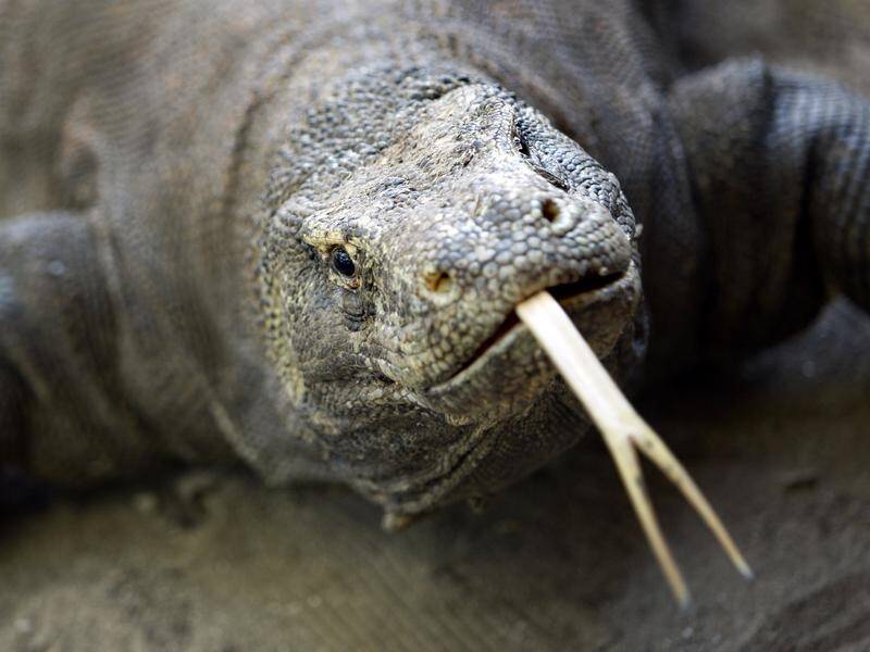 Environmentalists in Indonesia say a construction project is destroying habitat for Komodo dragons.