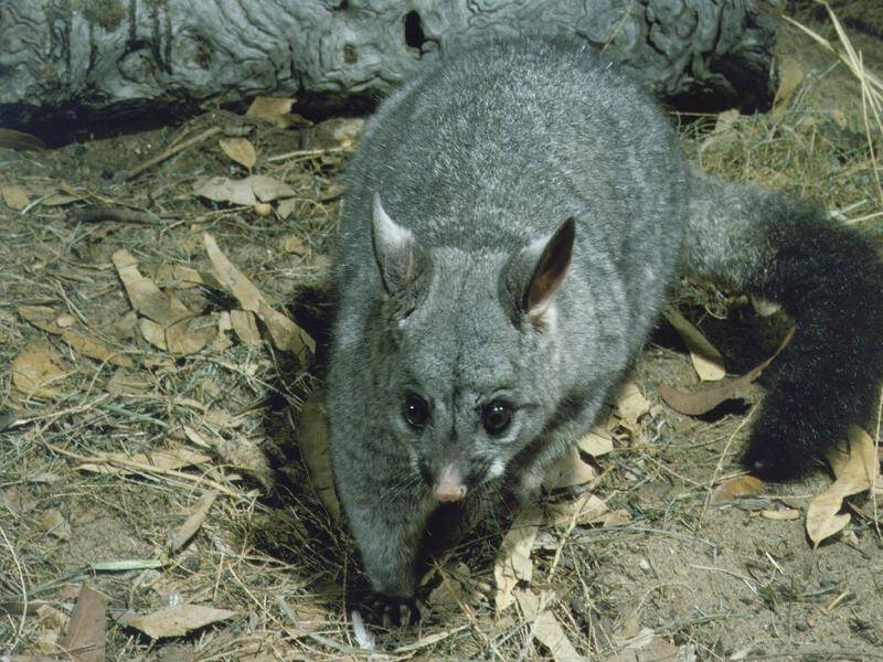 Several wildlife species that were common in northwest NSW have not been seen since major bushfires.