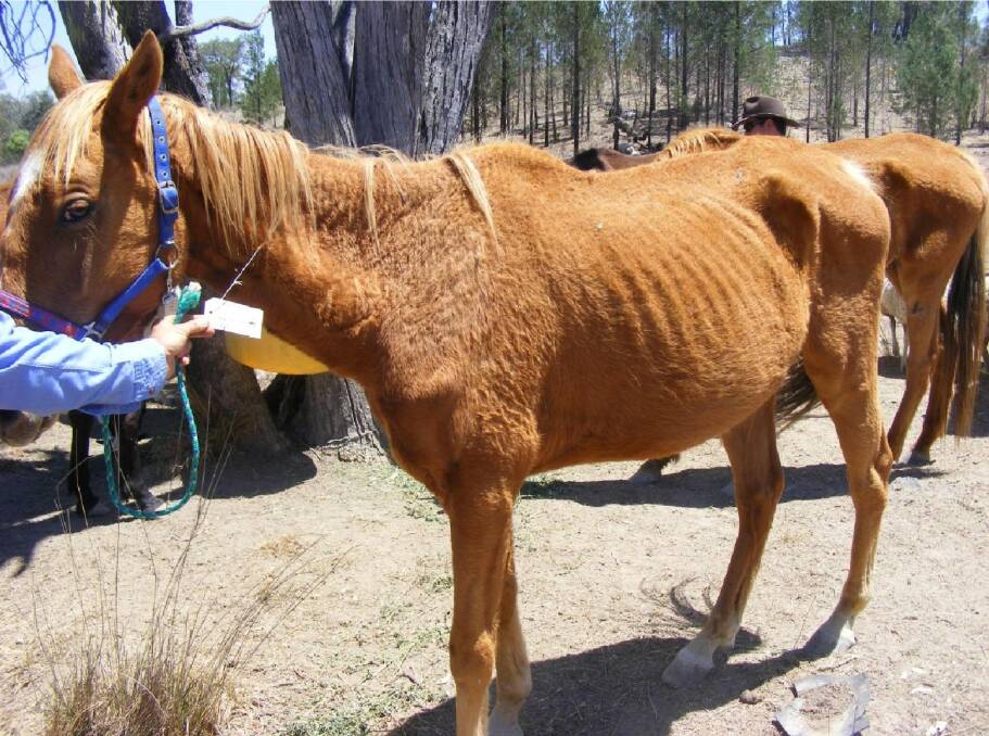 One of the Crowthers' 13 horses surrendered to the RSPCA. Photo courtesy of NSW RSPCA
