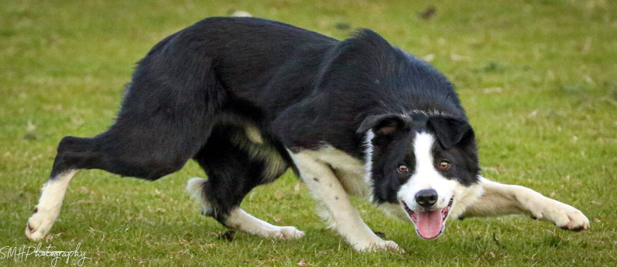 Peny-y-Borough Spud (Buddy), the £13,800 top price dog at Skiptons latest working sheep dog sale. Photo: SMH Photography