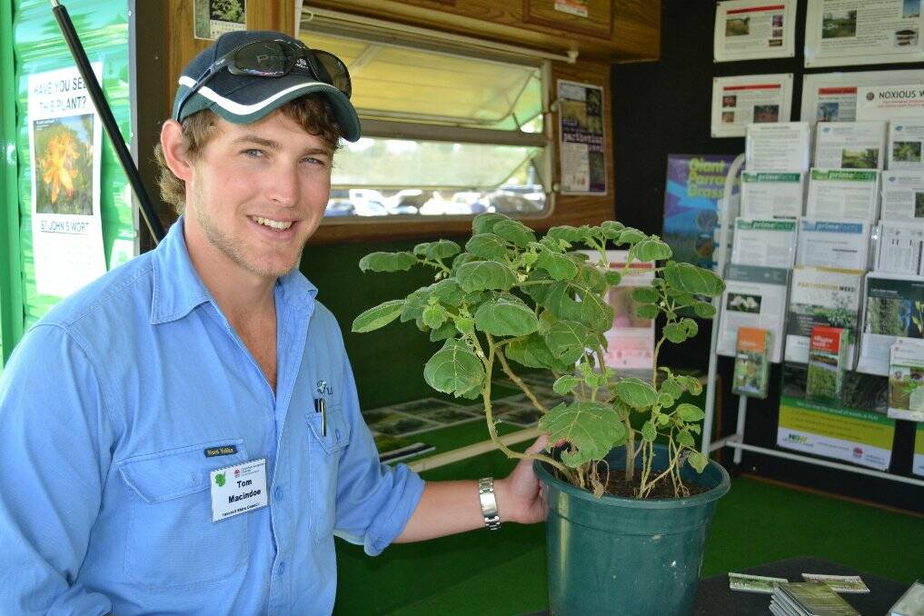 ISC Noxious Weeds Officer shows off the Tropical Soda Apple weed.