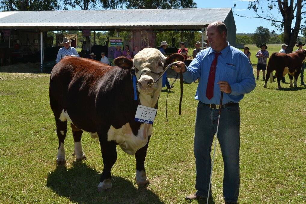 Revesdale Park had a successful day with their Poll Herefords. This is "Reevesdale Geoffrey" shown by Graham Reeves.