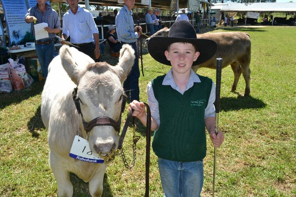 Matthew Smith with his Murray Grey cow.