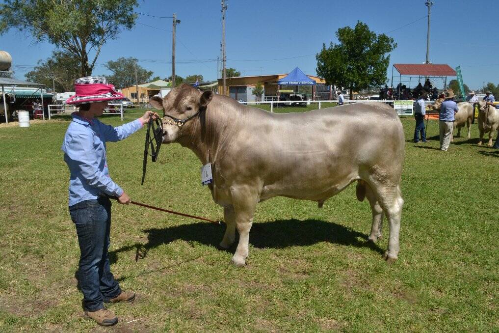 Junior Champion Murray Grey Bull, shown by Katherine Taylor from Qld