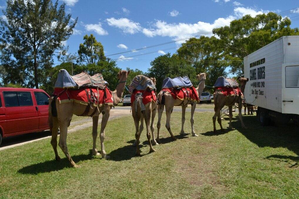 Camels ready for riding