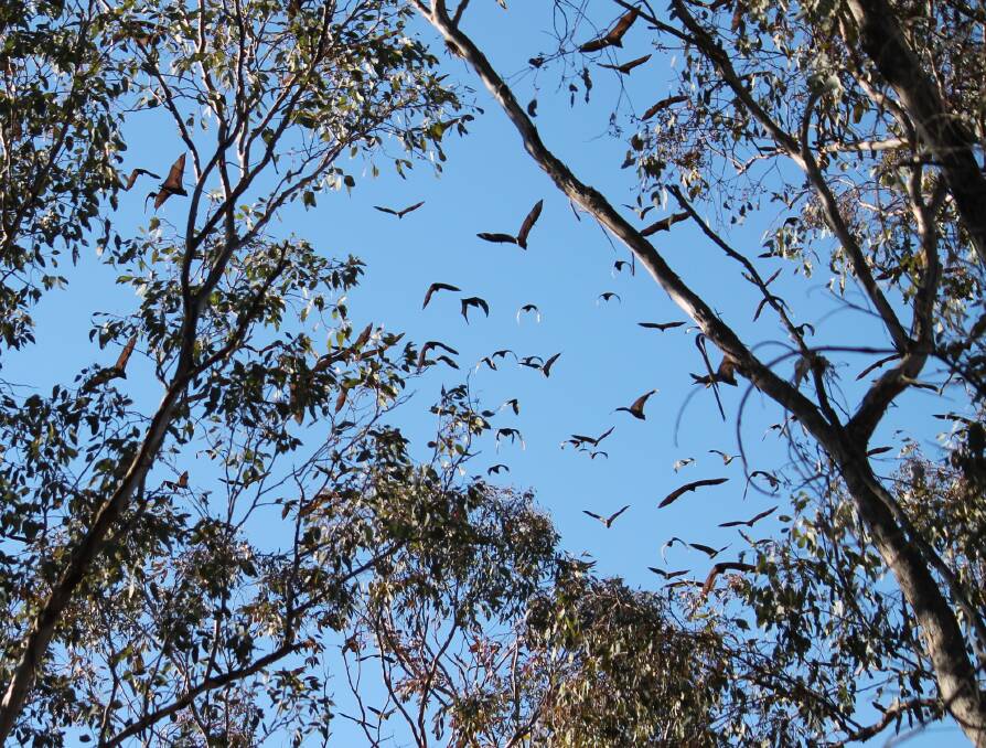 The flying foxes that have taken up long-term residence at Blair Athol Estate have come under NSW government consideration.